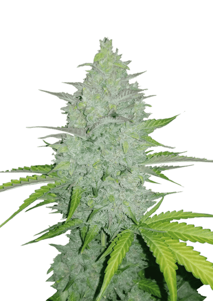 Original Auto Cheese FastBuds