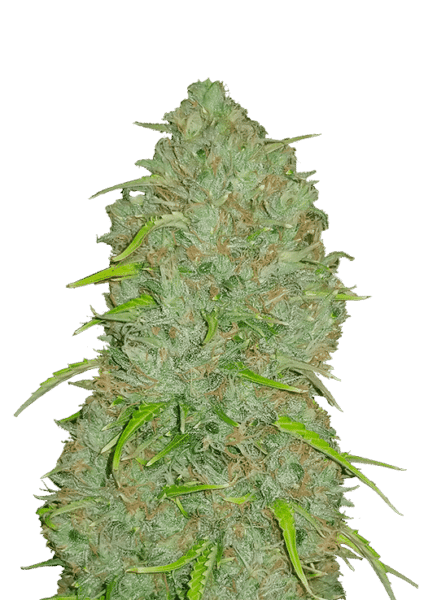 Original Auto Jack Herer FastBuds