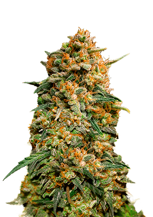 Original Auto Northern Lights FastBuds