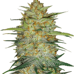 Close-up of a mature Original Auto OG Kush cannabis plant with dense, leafy buds covered in trichomes, set against a black background.