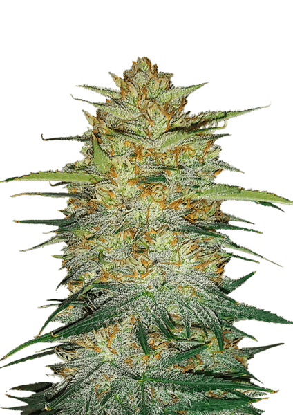 Close-up of a mature Original Auto OG Kush cannabis plant with dense, leafy buds covered in trichomes, set against a black background.