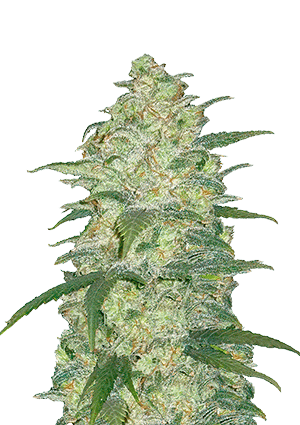 Original Auto White Widow FastBuds