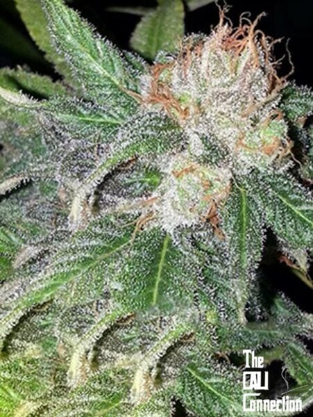Cali Connection Green Crack