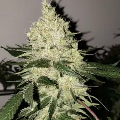 Lilac Diesel BX4 Cannabis Seeds by Ethos Genetics