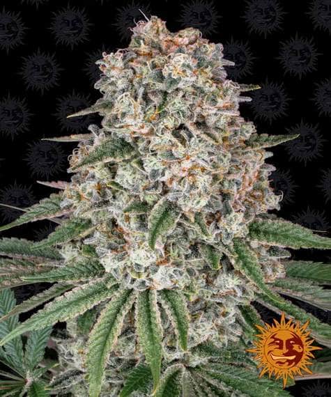 Tropicanna Banana Barney's Farm