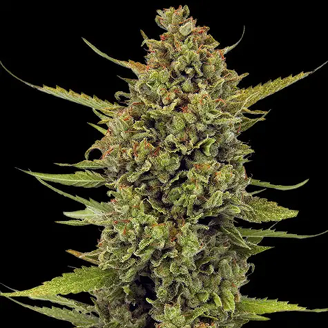 acapulco gold by barneys farm