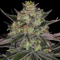 Gorilla Z Cannabis Seeds by Barney's Farm