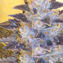 Cali Connection Grape OG