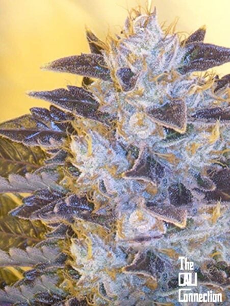 Cali Connection Grape OG