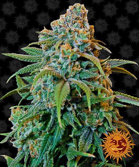 Liberty Haze Barney's Farm