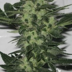 Close-up of an Original Sour Diesel (F) cannabis bud with green leaves and numerous small white hairs, set against a plain background. Logo in the bottom right corner reads "The Cali Connection.