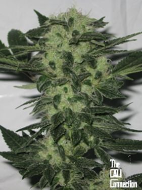 Close-up of an Original Sour Diesel (F) cannabis bud with green leaves and numerous small white hairs, set against a plain background. Logo in the bottom right corner reads "The Cali Connection.