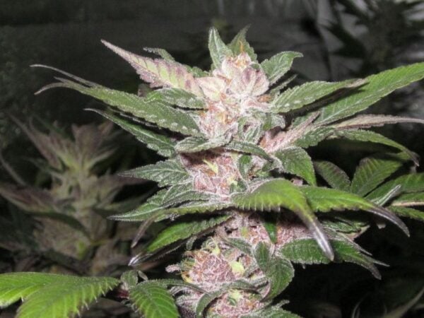 Cali Connection Purple Chem
