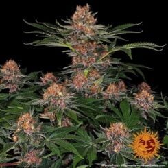 Purple Punch Auto Barney's Farm