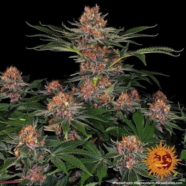 Purple Punch Auto Barney's Farm