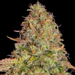 Original Z OG Auto Cannabis Seeds by Barney's Farm