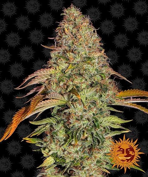 Zkittlez OG Auto Barney's Farm