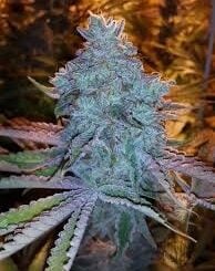 Cali Connection Girl Scout Cookies