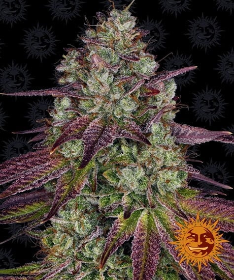 Barney's Farm Mimosa EVO