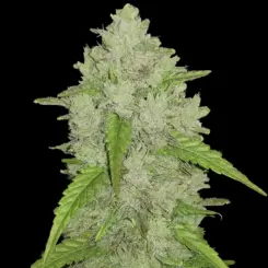 Original Amnesia Auto Haze Cannabis Seeds by Fastbuds