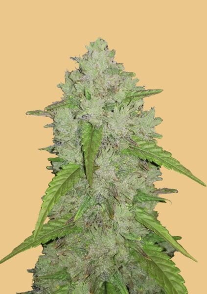 Original Amnesia Haze Auto FastBuds