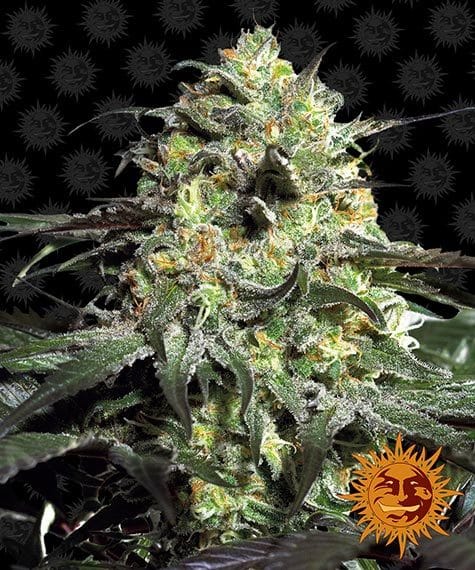 Peyote Cookies Barney's Farm