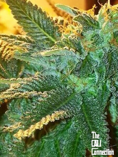 Cali Connection Alien OG