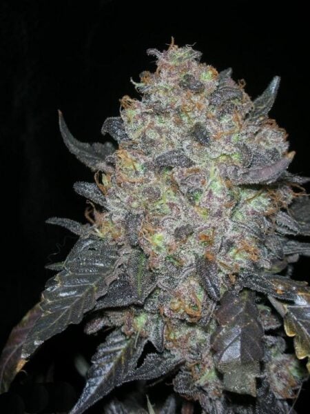 Cali Connection Blackwater