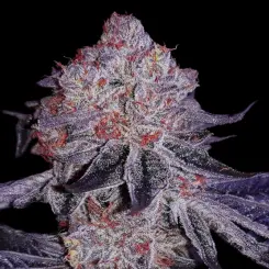Cherry Gar See Ya R1 Cannabis Seeds by Ethos Genetics