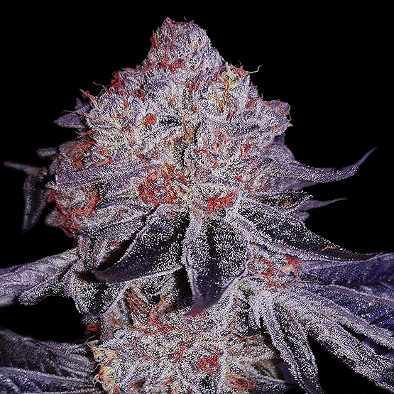 Cherry Gar See Ya R1 Cannabis Seeds by Ethos Genetics