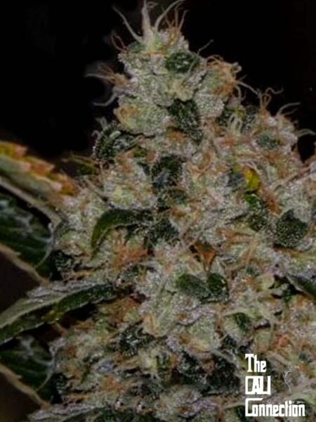 Cali Connection Chem 91