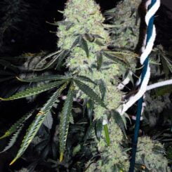 Cali Connection Deadhead OG
