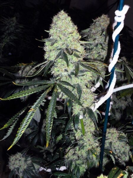 Cali Connection Deadhead OG