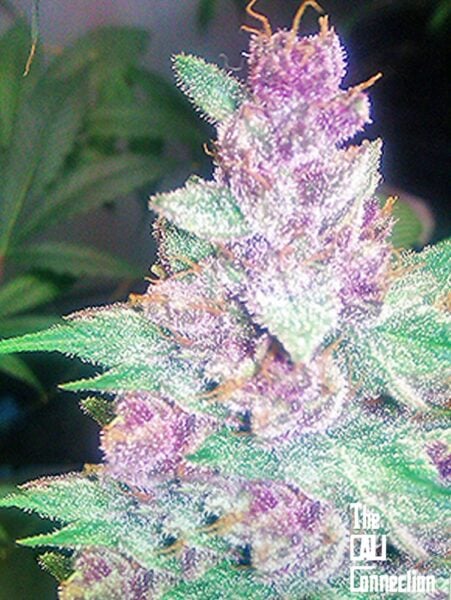 Cali Connection Grape Kush