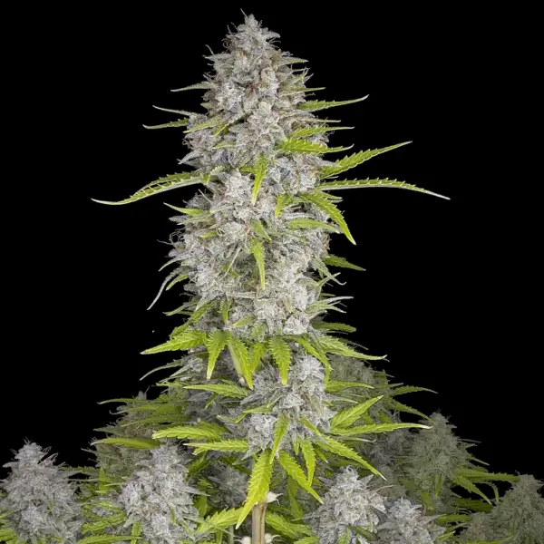 Orange Sherbet Auto Cannabis Seeds by Fastbuds