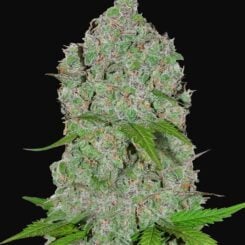 Orange Sherbet Auto FastBuds