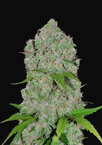 Orange Sherbet Auto FastBuds