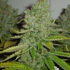 Close-up of an SFV OG KUSH (F) cannabis plant with dense, resin-covered buds and green leaves. "The Cali Connection" logo is visible in the bottom right corner.