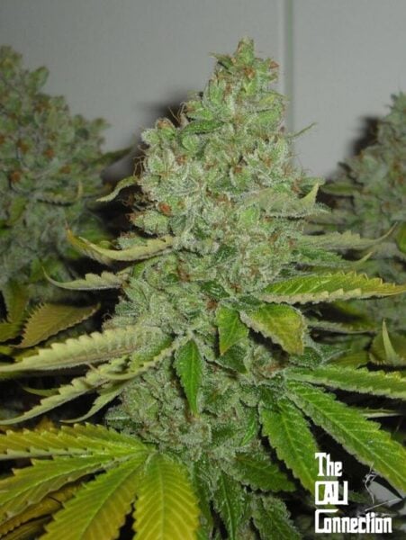 Close-up of an SFV OG KUSH (F) cannabis plant with dense, resin-covered buds and green leaves. "The Cali Connection" logo is visible in the bottom right corner.