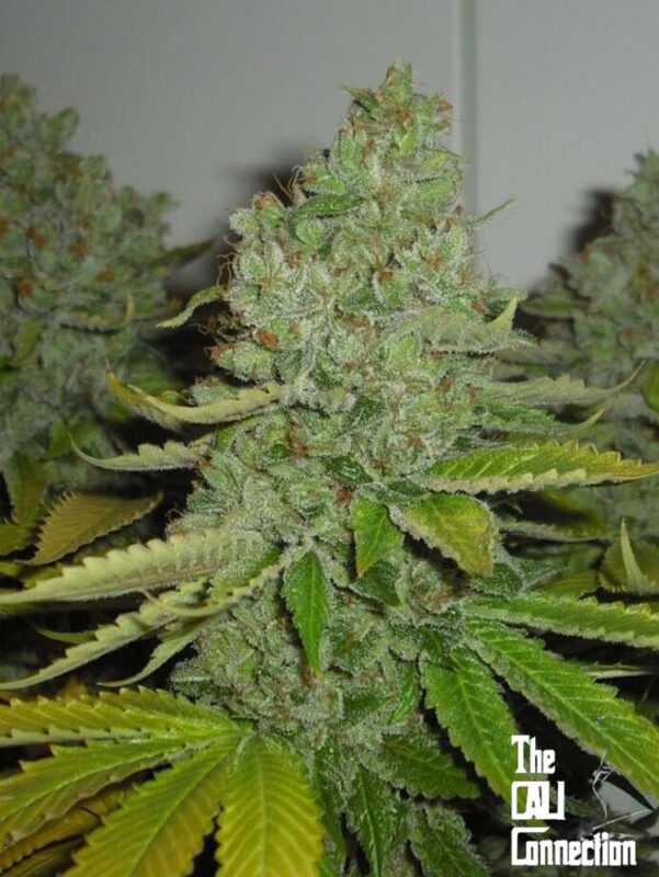 Close-up of an SFV OG KUSH (F) cannabis plant with dense, resin-covered buds and green leaves. "The Cali Connection" logo is visible in the bottom right corner.
