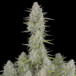 Wedding Cheesecake Auto Cannabis Seeds by Fastbuds