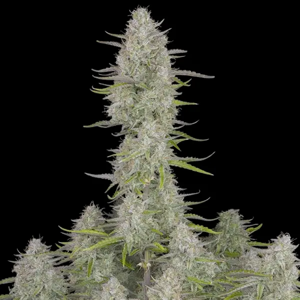 Wedding Cheesecake Auto Cannabis Seeds by Fastbuds