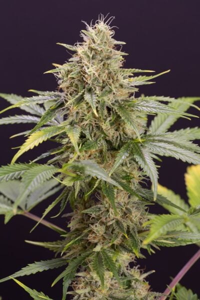 Humboldt Seed Organization Chocolate Mint OG Auto