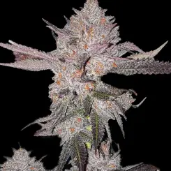 OG Kush Autoflower Cannabis Seeds by Ethos Genetics
