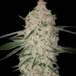 Pluto Cut Autoflower RF3 Cannabis Seeds by Ethos Genetics