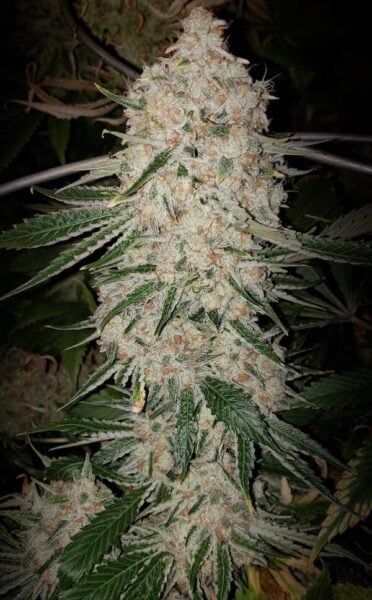 Ethos Genetics Pluto Cut Auto