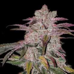 Purple Thai Auto Cannabis Seeds by Ethos Genetics
