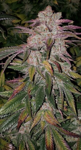 Ethos Genetics Purple Thai Auto
