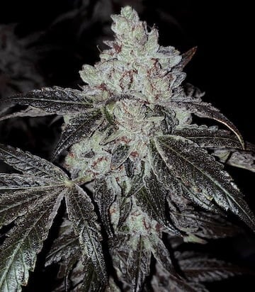 Ethos Genetics OG Kush Auto