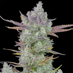 Gorilla Cookies Auto Cannabis Seeds by Fastbuds